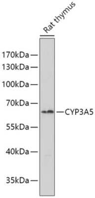 Western Blot: Cytochrome P450 3A5 AntibodyBSA Free [NBP2-92508]