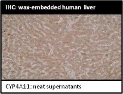 Immunohistochemistry: Cytochrome P450 4A Antibody (M25-P2A10) - BSA Free [NBP2-50212]