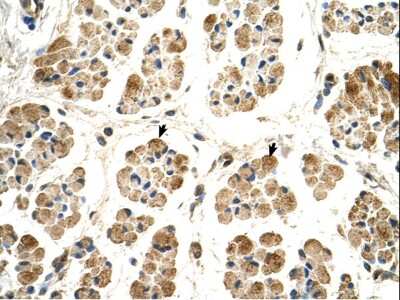 Immunohistochemistry-Paraffin: POR/Cytochrome P450 Reductase Antibody [NBP1-59780]