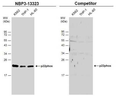Western Blot: Cytochrome b245 alpha Antibody [NBP3-13323]