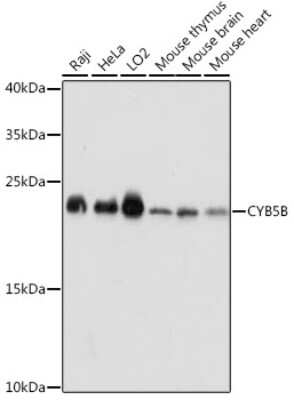 Western Blot: Cytochrome b5 Outer Mitochondrial Membrane AntibodyAzide and BSA Free [NBP2-92276]