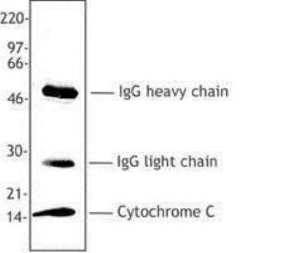 Immunoprecipitation: Cytochrome c Antibody (6H2.B4) - Azide and BSA Free [NBP2-80687]