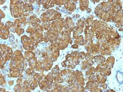 Immunohistochemistry-Paraffin: Cytochrome c Antibody (7H8.2C12 + CYCS/1010) - Azide and BSA Free [NBP2-47694]