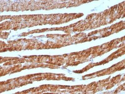 Immunohistochemistry-Paraffin: Cytochrome c Antibody (7H8.2C12 + CYCS/1010) - IHC-Prediluted [NBP2-48164]