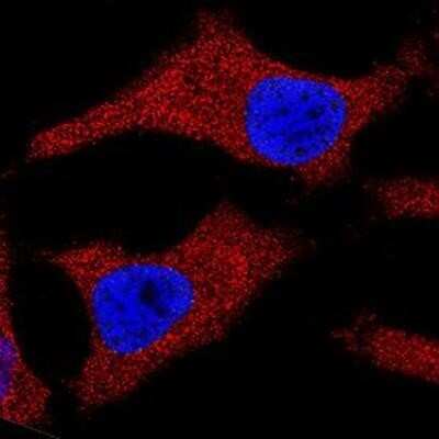 Immunocytochemistry/ Immunofluorescence: Cytochrome c Antibody (7H8.2C12) - Azide and BSA Free [NBP2-80686]