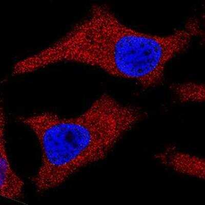 Immunocytochemistry/ Immunofluorescence: Cytochrome c Antibody (7H8.2C12) - BSA Free [NB100-56503]