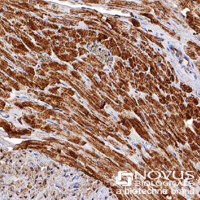 Immunohistochemistry-Paraffin: Cytochrome c Antibody (7H8.2C12) - BSA Free [NB100-56503]