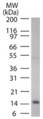 Western Blot: Cytochrome c Antibody (7H8.2C12)BSA Free [NB100-56503]