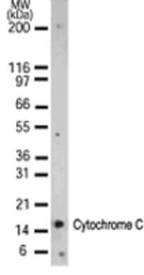 Western Blot: Cytochrome c Antibody (7H8.2C12)BSA Free [NB100-56503]