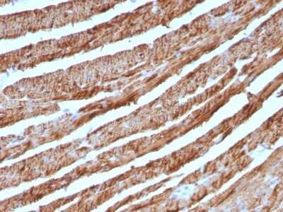 Immunohistochemistry-Paraffin: Cytochrome c Antibody (CTC05) [NBP2-44445]