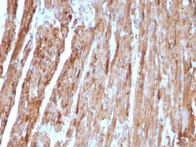 Immunohistochemistry-Paraffin: Cytochrome c Antibody (CYCS/1010) - Azide and BSA Free [NBP2-47693]