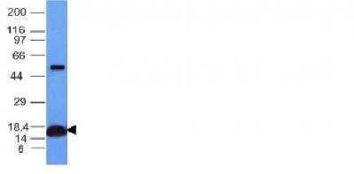 Western Blot: Cytochrome c Antibody (CYCS/1010) [NBP2-44446]