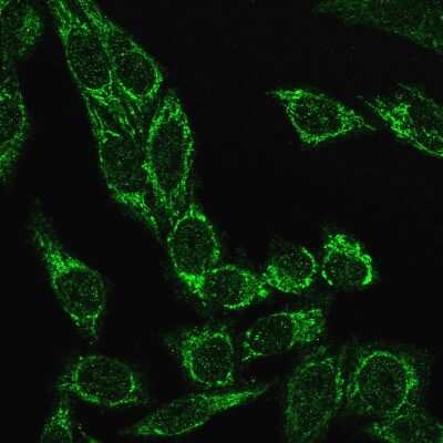 Immunocytochemistry/ Immunofluorescence: Cytochrome c Antibody (CYCS/3128R) [NBP3-07619]