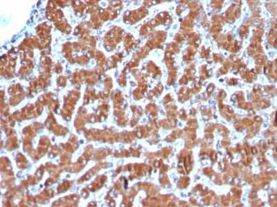 Immunohistochemistry-Paraffin: Cytochrome c Antibody (CYCS/3128R) [NBP3-07619]