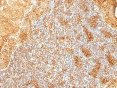 Immunohistochemistry-Paraffin: Cytochrome c Antibody (SPM389) - Azide and BSA Free [NBP2-47692]