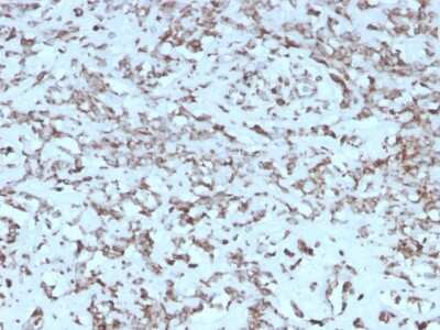 Immunohistochemistry-Paraffin: Cytochrome c Antibody (rCYCS/1010) - Azide and BSA Free [NBP3-08588]