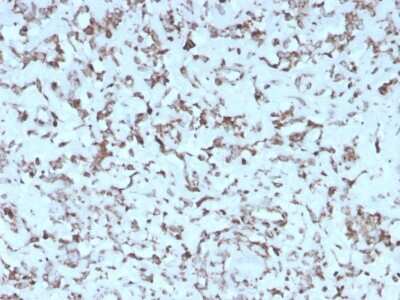Immunohistochemistry-Paraffin: Cytochrome c Antibody (rCYCS/1010) - Azide and BSA Free [NBP3-08588]