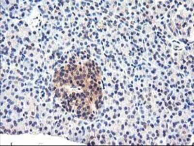 Flow Cytometry: Cytochrome p450 2J2 Antibody (OTI5C5) - Azide and BSA Free [NBP2-70539]