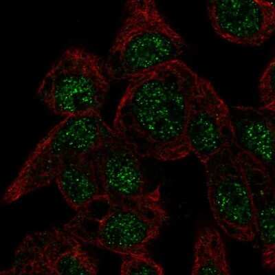 Immunocytochemistry/ Immunofluorescence: Cytoglobin Antibody [NBP1-89701]