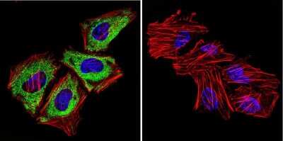 Immunocytochemistry/ Immunofluorescence: Cytohesin-1 Antibody (6G11) [NBP2-22513]