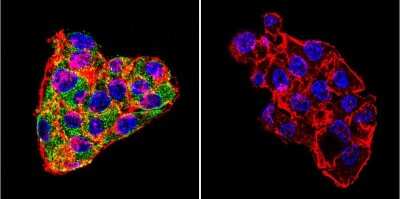 Immunocytochemistry/ Immunofluorescence: Cytohesin-1 Antibody (6G11) [NBP2-22513]