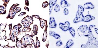 Immunohistochemistry: Cytohesin-1 Antibody (6G11) [NBP2-22513]