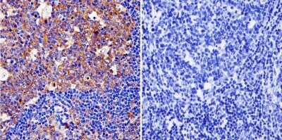 Immunohistochemistry-Paraffin: Cytohesin-1 Antibody (6G11) [NBP2-22513]
