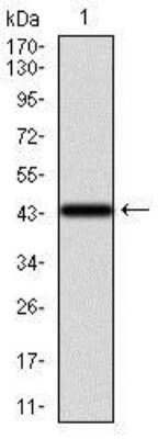 Western Blot: Cytokeratin 13 Antibody (3G4)BSA Free [NBP2-37468]
