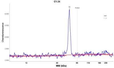 Simple Western: Cytokeratin 14 Antibody (LL002)Azide and BSA Free [NBP2-34675]