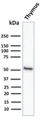 Western Blot: Cytokeratin 15 Antibody (KRT15/2958) [NBP3-07614]