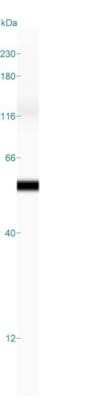 Simple Western: Cytokeratin 18 Antibody (DA7)Azide and BSA Free [NBP2-33176]