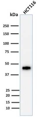 Western Blot: Cytokeratin 18 Antibody (DE-K18) [NBP2-44947]