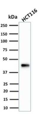Western Blot: Cytokeratin 18 Antibody (KRT18/834) [NBP2-44948]