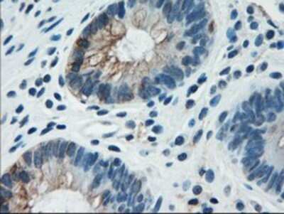 Flow Cytometry: Cytokeratin 18 Antibody (OTI1E1) - Azide and BSA Free [NBP2-71086]