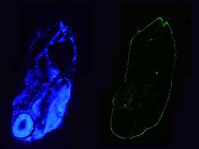 Immunocytochemistry/ Immunofluorescence: Cytokeratin 18 Antibody (RGE53) - BSA Free [NBP1-97715]