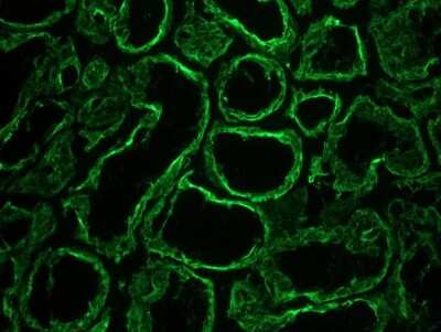 Immunohistochemistry-Frozen: Cytokeratin 18 Antibody (RGE53) - BSA Free [NBP1-97715]