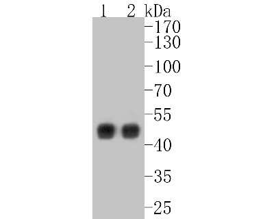 Western Blot: Cytokeratin 18 Antibody (SZ80-07) [NBP2-67370]