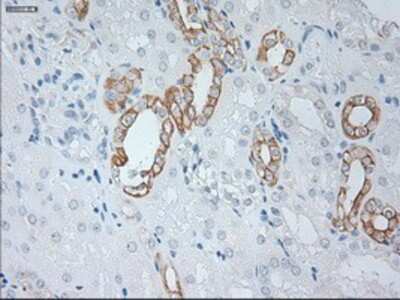 Immunohistochemistry-Paraffin: Cytokeratin 19 Antibody (OTI3F8) [NBP1-48277]