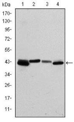 Western Blot: Cytokeratin 19 Antibody (4E8)Azide and BSA Free [NBP2-80689]