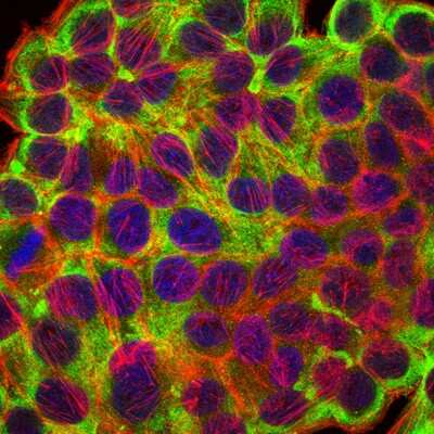 Immunocytochemistry/ Immunofluorescence: Cytokeratin 19 Antibody (4E8) - BSA Free [NBP2-22116]