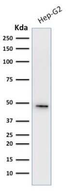 Western Blot: Cytokeratin 19 Antibody (A53-B/A2.26 + BA17)Azide and BSA Free [NBP2-34548]