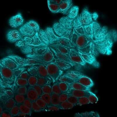 Immunocytochemistry/ Immunofluorescence: Cytokeratin 19 Antibody (A53-B/A2.26) - Azide and BSA Free [NBP2-33134]