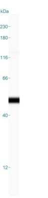 Simple Western: Cytokeratin 19 Antibody (A53-B/A2.26)Azide and BSA Free [NBP2-33134]