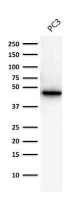 Western Blot: Cytokeratin 19 Antibody (A53-B/A2.26)Azide and BSA Free [NBP2-33134]