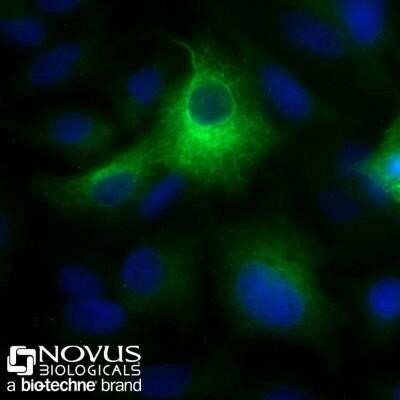 Immunocytochemistry/ Immunofluorescence: Cytokeratin 19 Antibody (A53-B/A2.26) [NBP2-15186]