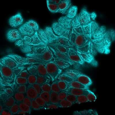 Immunocytochemistry/ Immunofluorescence: Cytokeratin 19 Antibody (A53-B/A2.26) [NBP2-15186]