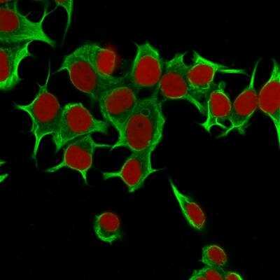 Immunocytochemistry/ Immunofluorescence: Cytokeratin 19 Antibody (KRT19/799) - Azide and BSA Free [NBP2-47945]