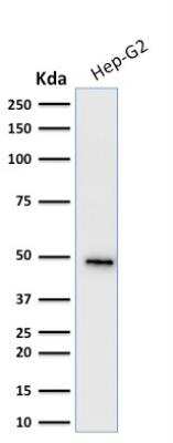 Western Blot: Cytokeratin 19 Antibody (KRT19/799)Azide and BSA Free [NBP2-47945]