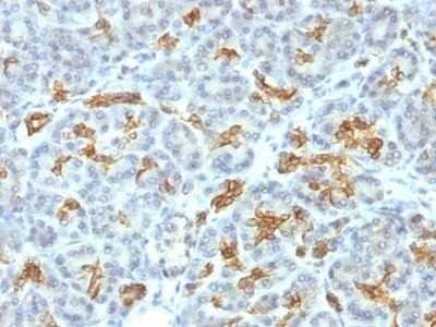 Immunohistochemistry-Paraffin: Cytokeratin 19 Antibody (KRT19/799) [NBP2-44826]