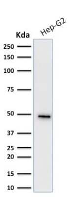 Western Blot: Cytokeratin 19 Antibody (KRT19/799) [NBP2-44826]